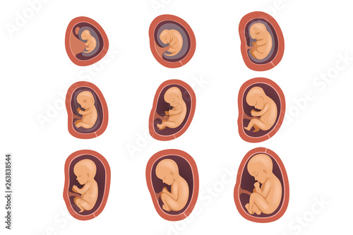 Wallpaper Mural Process of fetal development