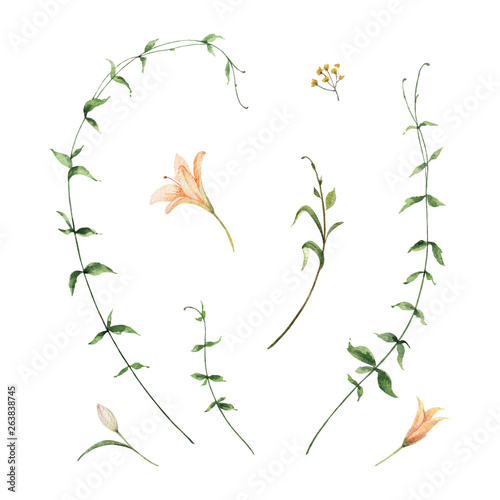 Watercolor vector set of Lily flowers and green leaves.