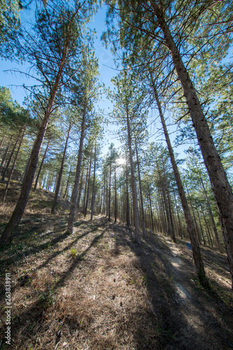 Pine forests around the town of Morella