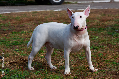 dog breed Bullterrier