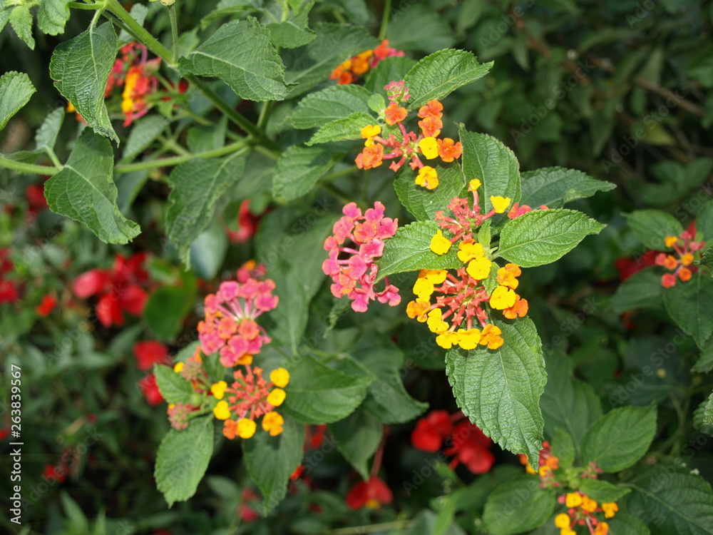 Lantana camara –Lantanier – Spanish flag Lantana camara –Lantanier – Spanish flag