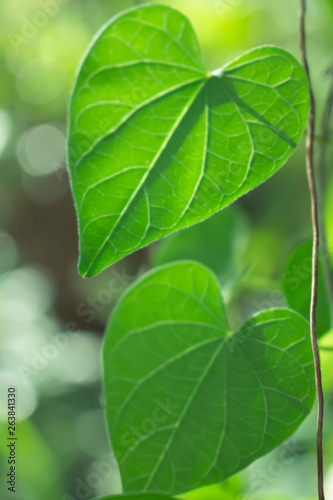 Tree leaf cloes-up, the leaf in nature background, natural bokeh background
