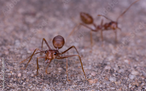 macro ant in nature, close-up of insect in the nature, macro insect © taweesak