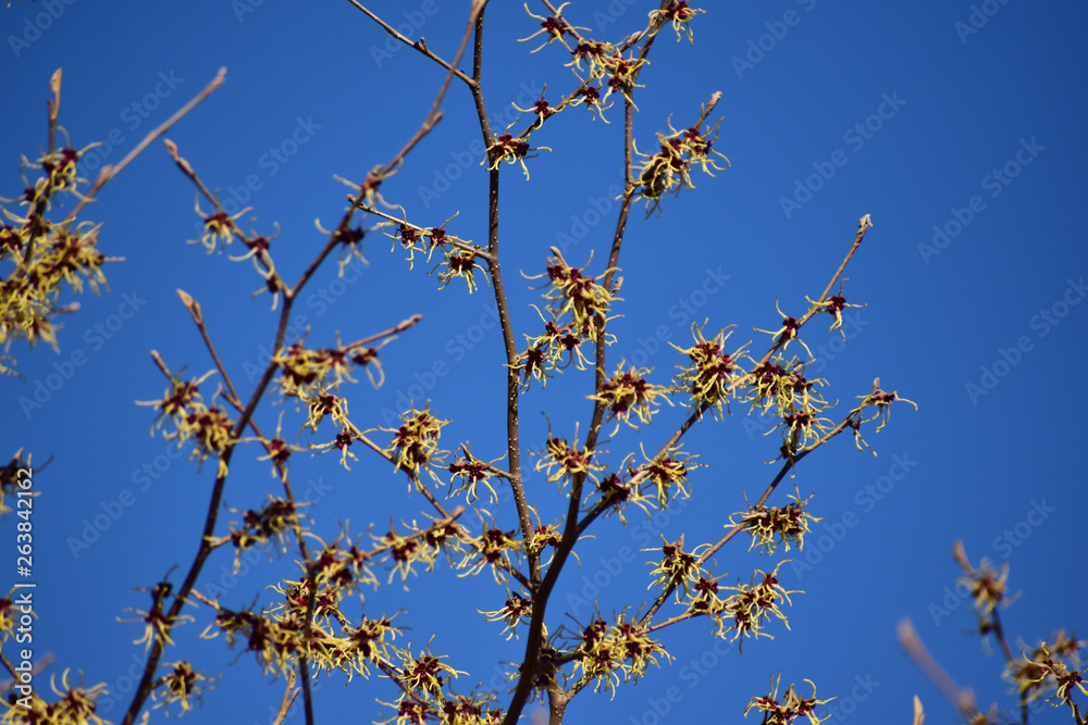 マンサクの花と青空