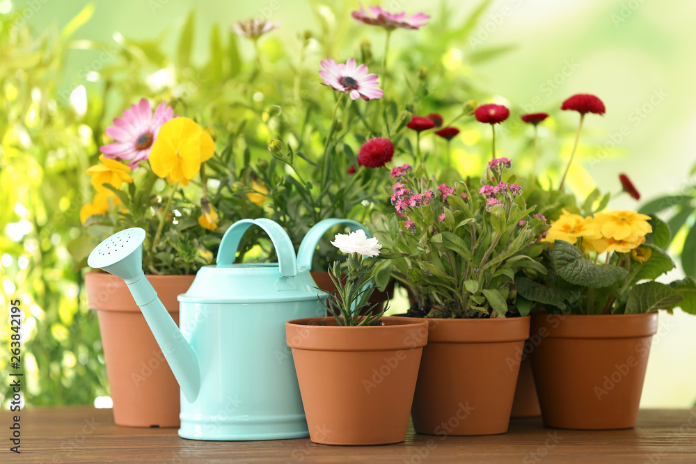 Potted blooming flowers and watering can on wooden table. Home gardening