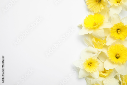 Composition with daffodils on white background  top view. Fresh spring flowers