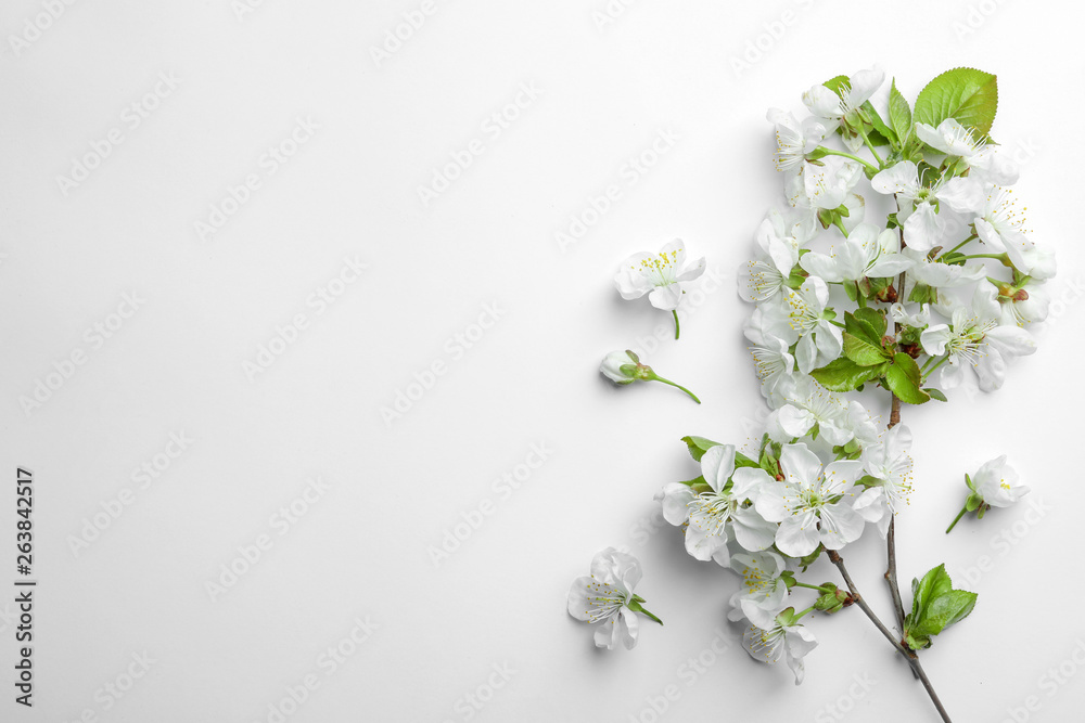 Beautiful fresh spring flowers on white background, top view