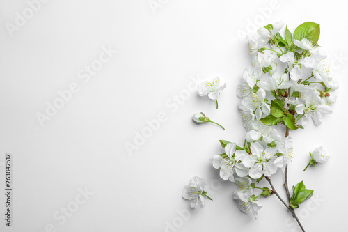 Beautiful fresh spring flowers on white background  top view