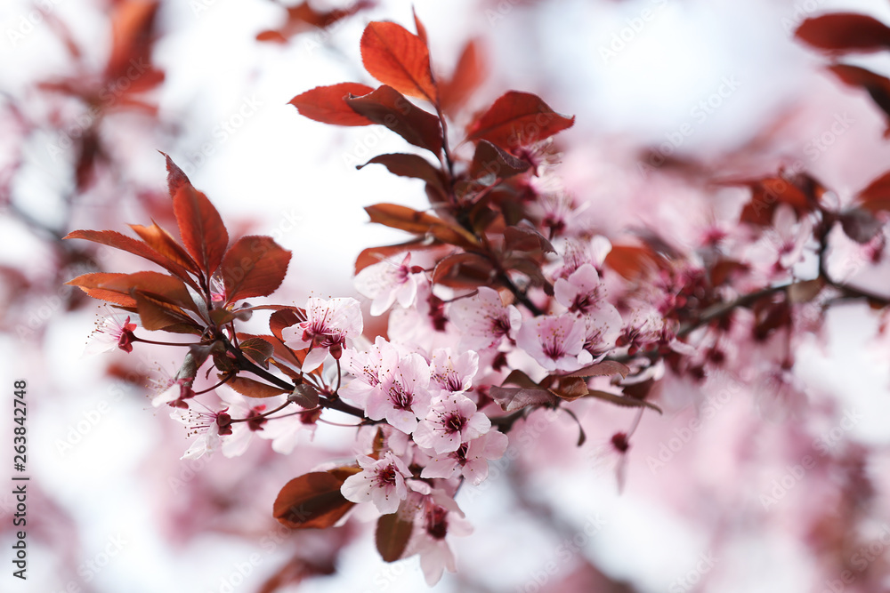 Closeup view of tree branches with tiny flowers outdoors. Amazing spring blossom Closeup view of tree branches with tiny flowers outdoors. Amazing spring blossom