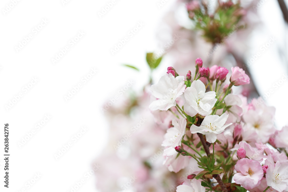Closeup view of tree branch with tender flowers outdoors, space for text. Amazing spring blossom Closeup view of tree branch with tender flowers outdoors, space for text. Amazing spring blossom