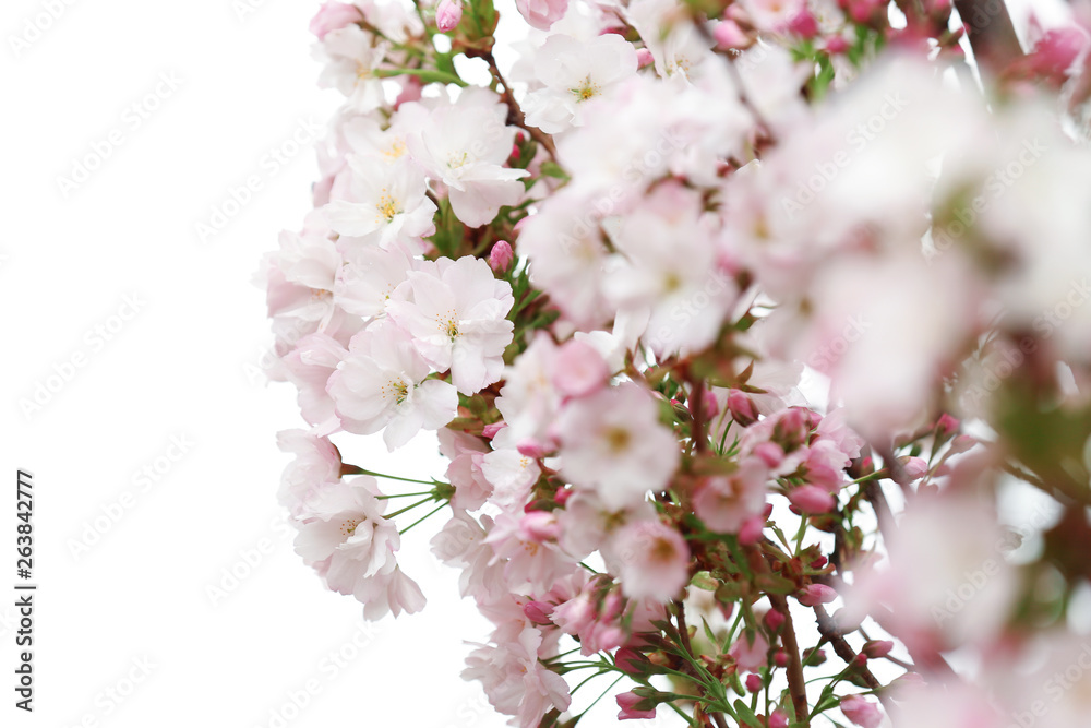 Closeup view of tree branches with tender flowers outdoors. Amazing spring blossom