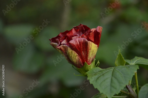 red hibiscus bud
