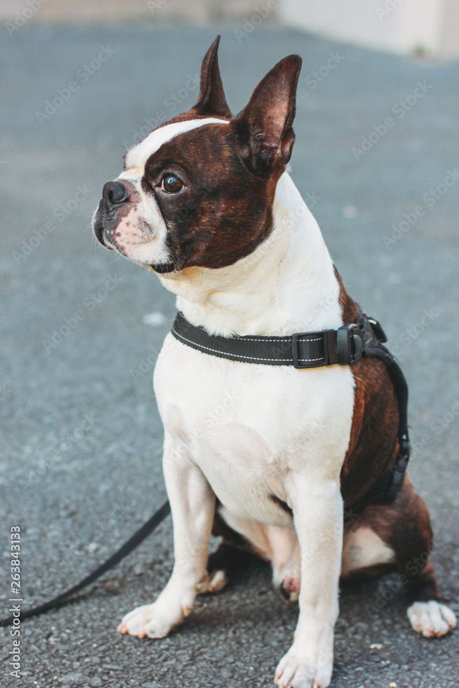 Sad dog Boston Terrier sitting on the pavement