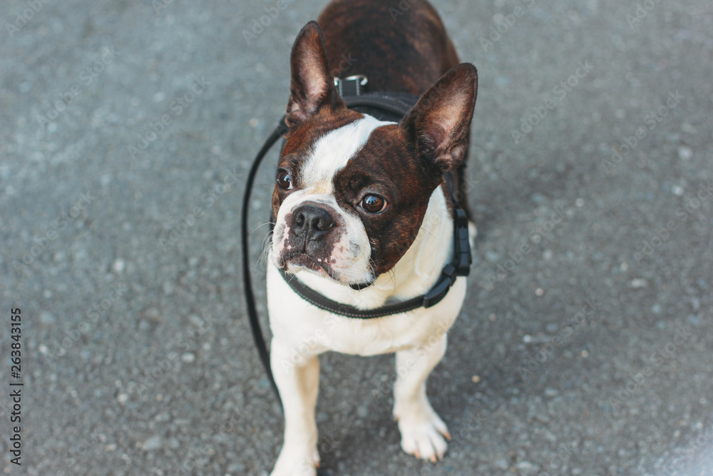 Sad dog Boston Terrier staying on the pavement and looks at the camera