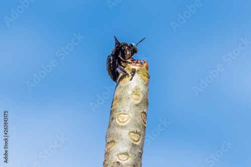 Insect at Vat Phou - Wat Phu temple in southern Laos. photo