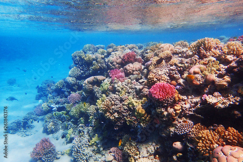 coral reef in egypt as ocean background