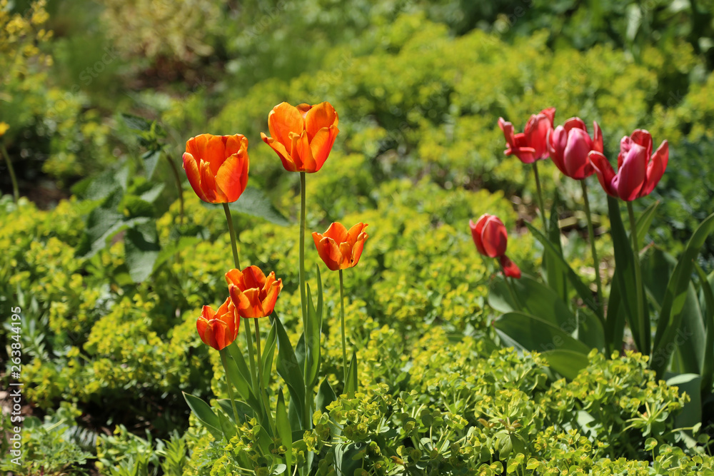Obraz premium Beautiful bright tulips bloom in early spring