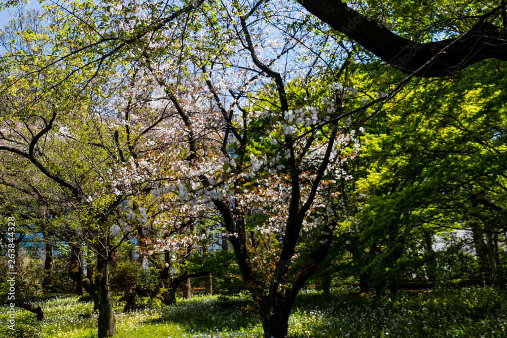 sakura blossom in april in Japan