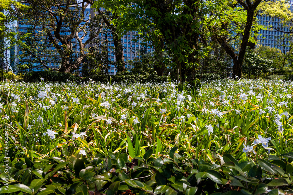 Obraz premium a meadow in full bloom