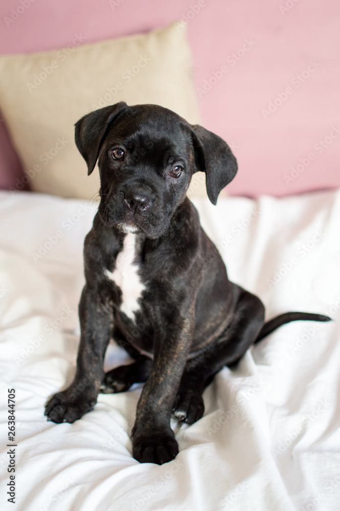 Cane corso puppy