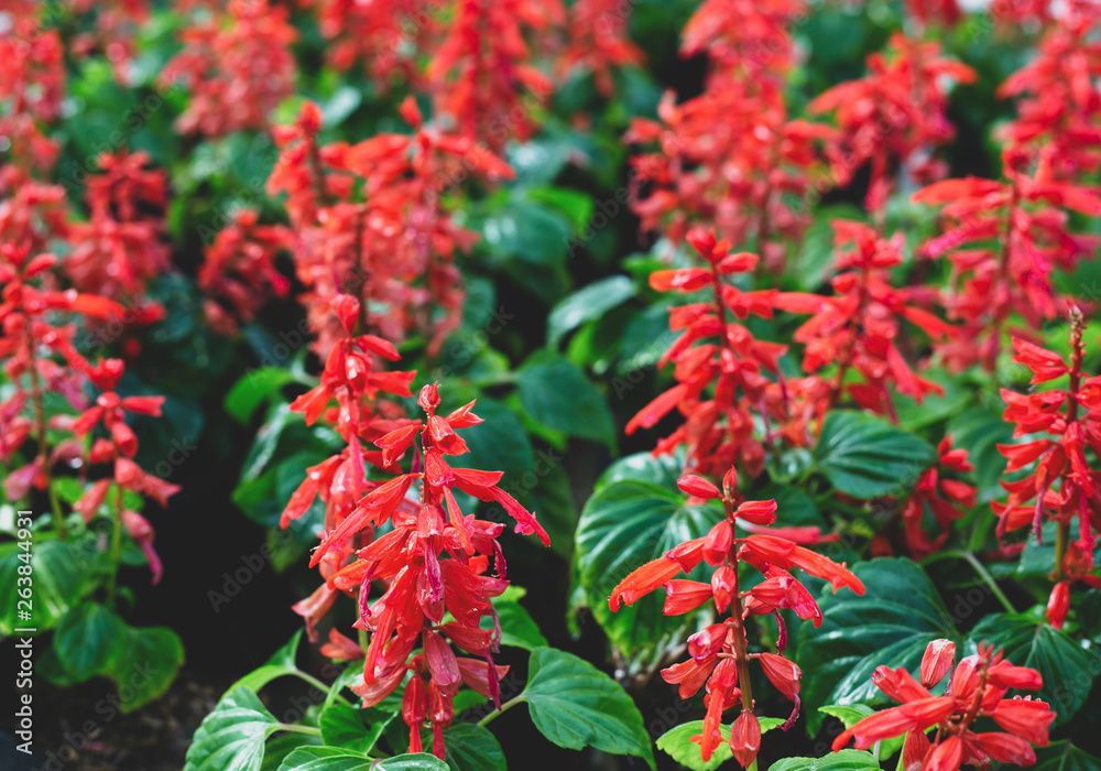 red flowers in a botanical garden red flowers in a botanical garden