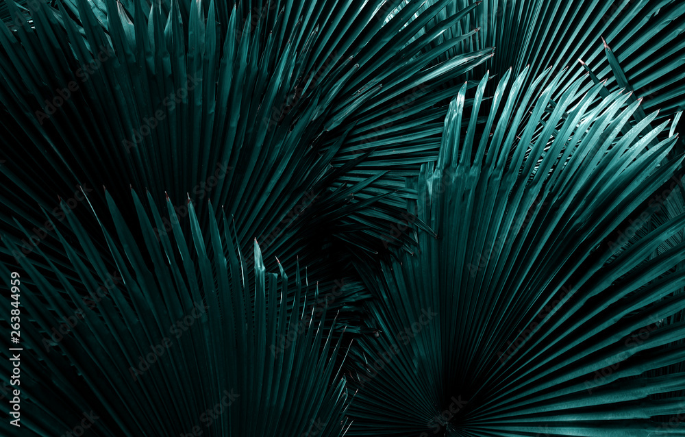 Obraz premium Blue toned palm leaves closeup tropical travel background texture