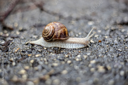 Cute snail moving slowly after rain on the wet road