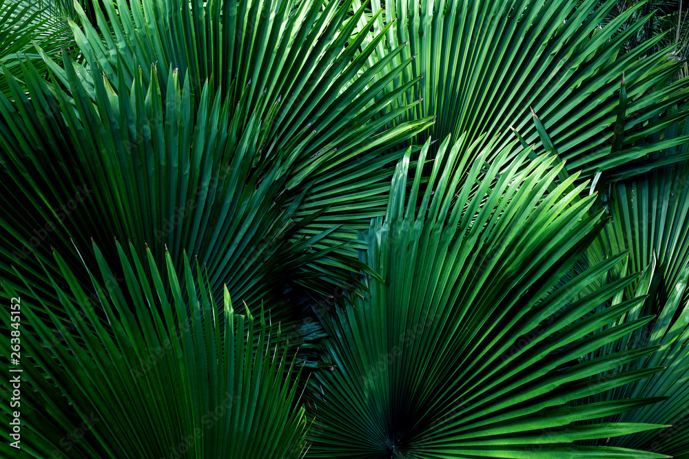 Fototapeta premium tropical leaf texture background