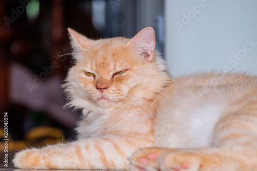 Fototapeta Naklejka Na Ścianę i Meble -  Orange cat