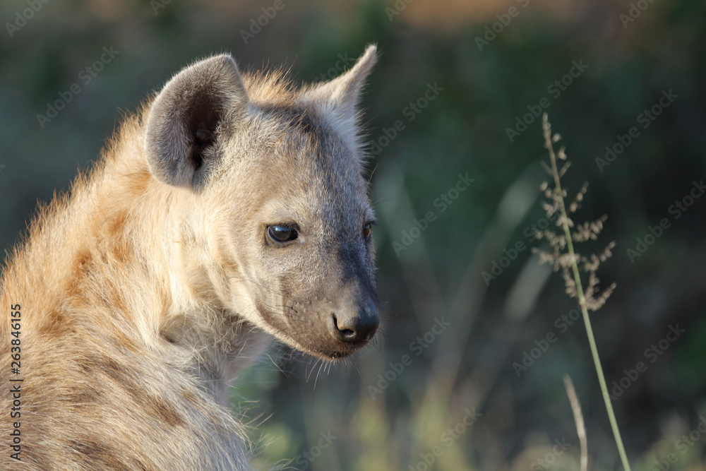 Tüpfelhyäne / Spotted Hyaena / Crocuta crocuta. Tüpfelhyäne / Spotted Hyaena / Crocuta crocuta.