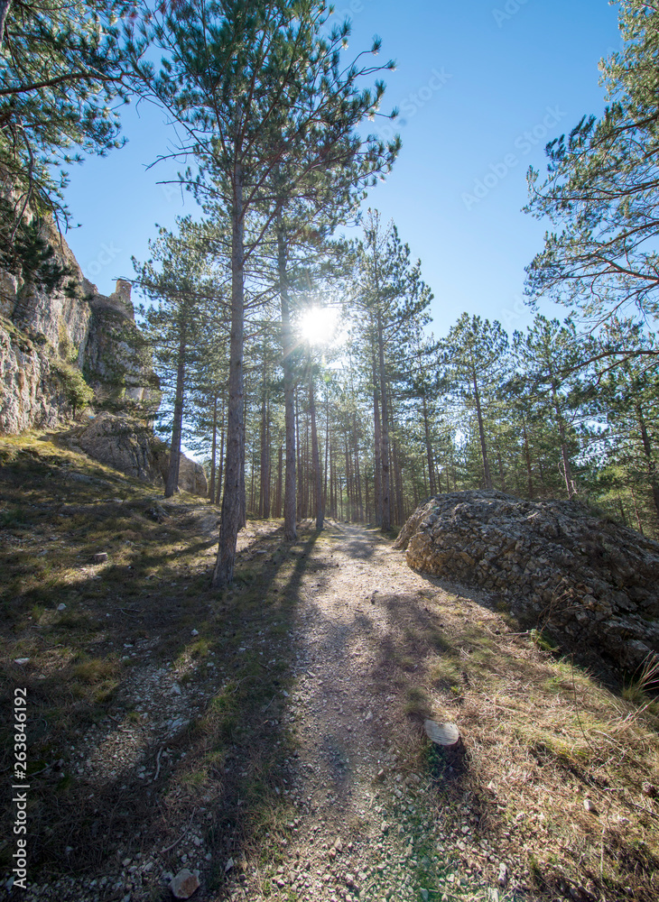 Fototapeta premium Pine forests around the town of Morella