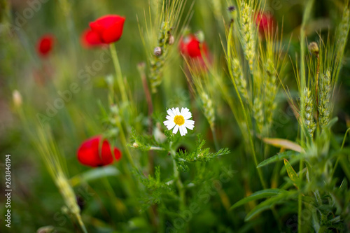 Flowers red poppies and chamomile in the sunlight among the ears of wheat