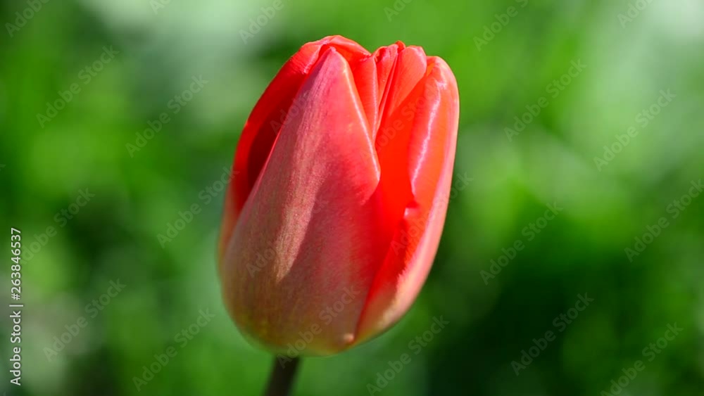Tulips in the spring. Tulips in the spring.