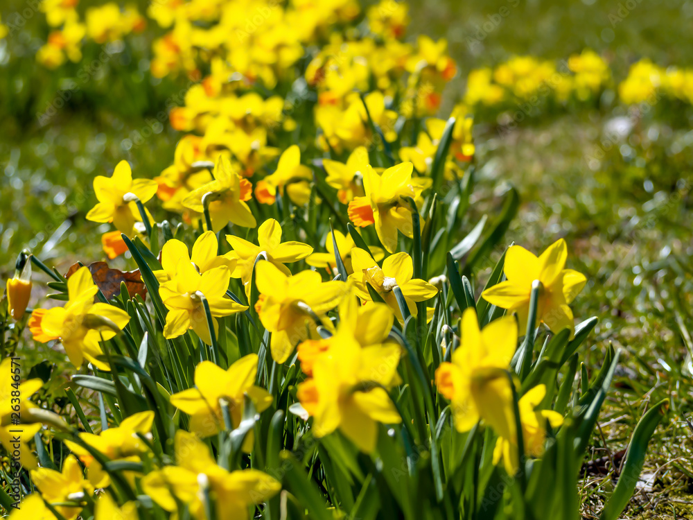 Fototapeta premium Yellow flowers narcissus
