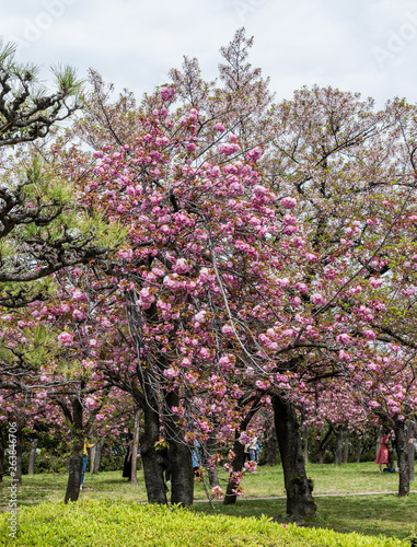 a tree in full blossom