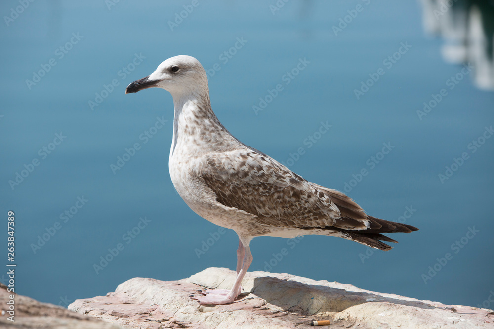 Seagulls Lerici Seagulls Lerici