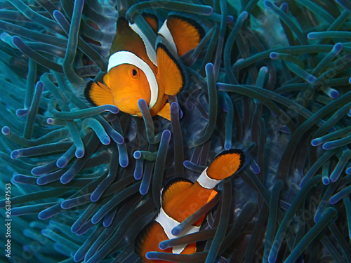 Closeup and macro shot of Western clown fish or Anemone fish during the leisure dive in Sabah, Borneo.