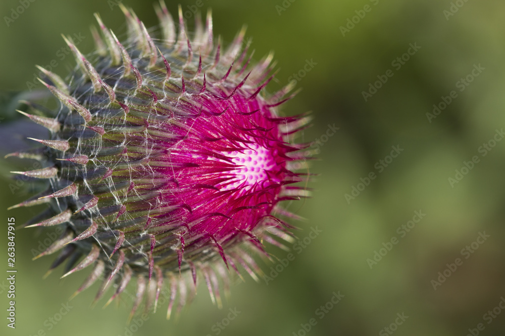 Blooming thistle. With details flower Blooming thistle. With details flower