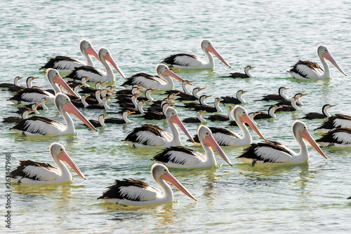 Beautiful birds with long beaks swimming