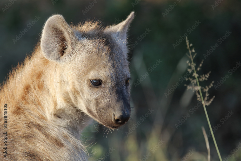 Obraz premium Tüpfelhyäne / Spotted Hyaena / Crocuta crocuta.