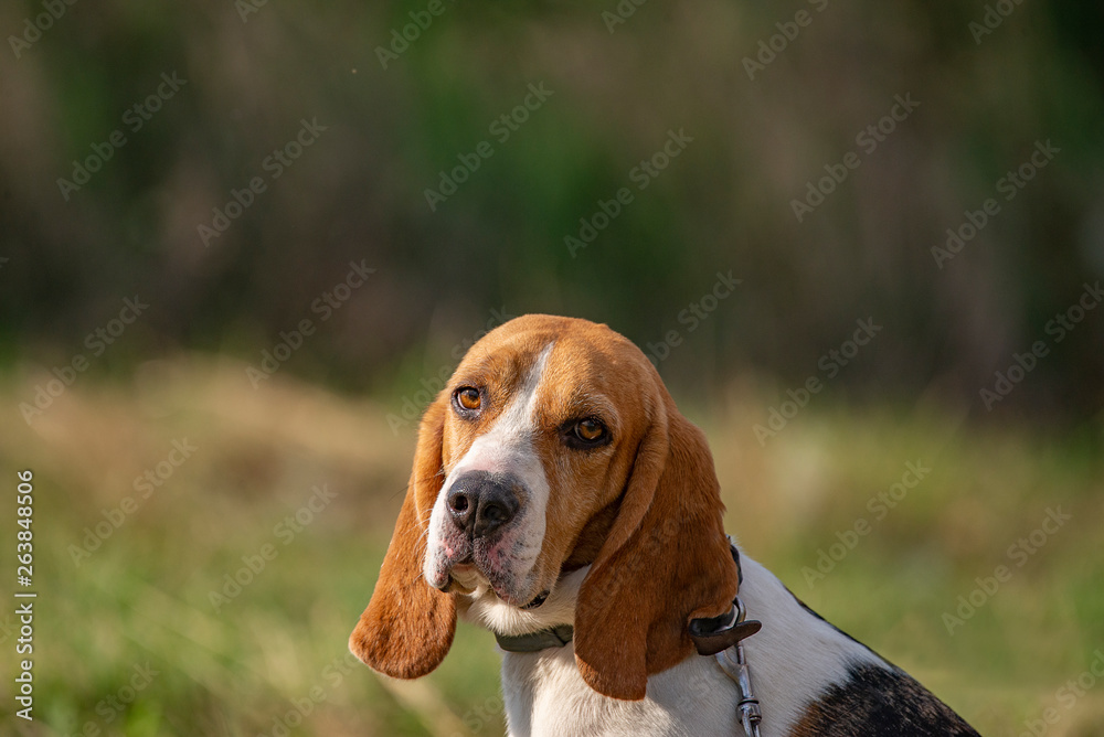 Basset Hound dog looking 