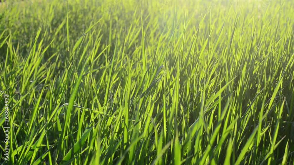 Grass in beams of the sunset sun. Grass in beams of the sunset sun.