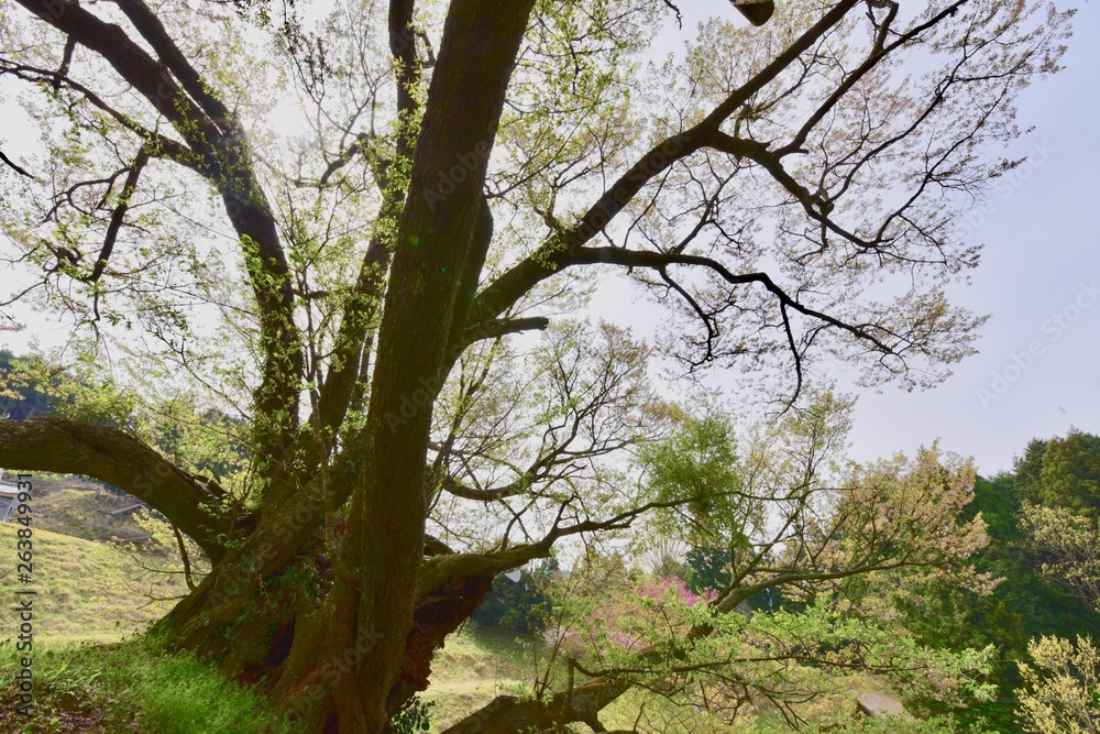 日本の奈良の千年桜，古木と階段
