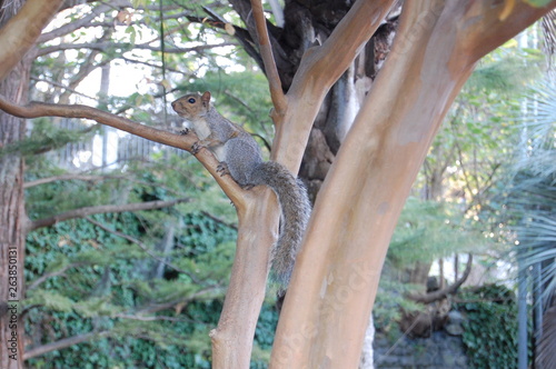 Squirrel in Tree © Loui