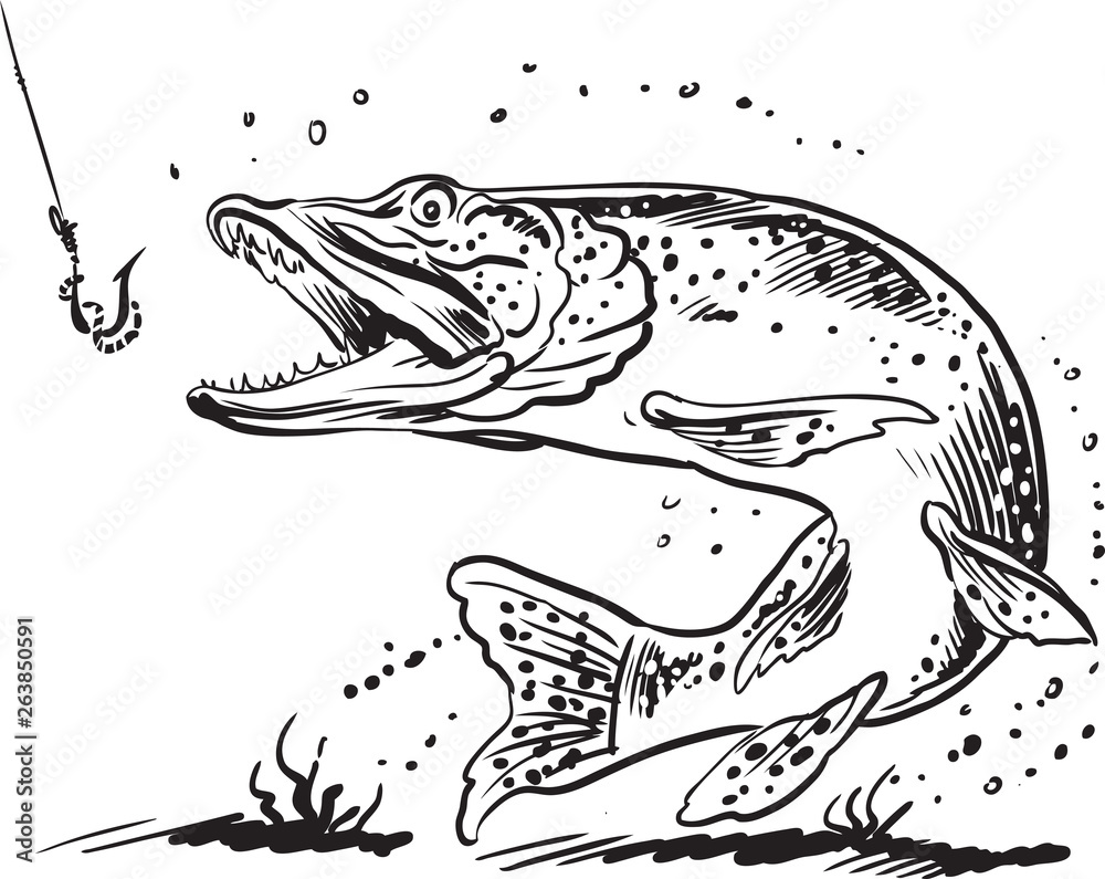 Vector illustration with a pike for design on a fishing theme Vector illustration with a pike for design on a fishing theme