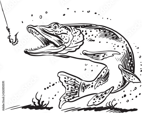 Vector  illustration with a pike for design on a fishing theme