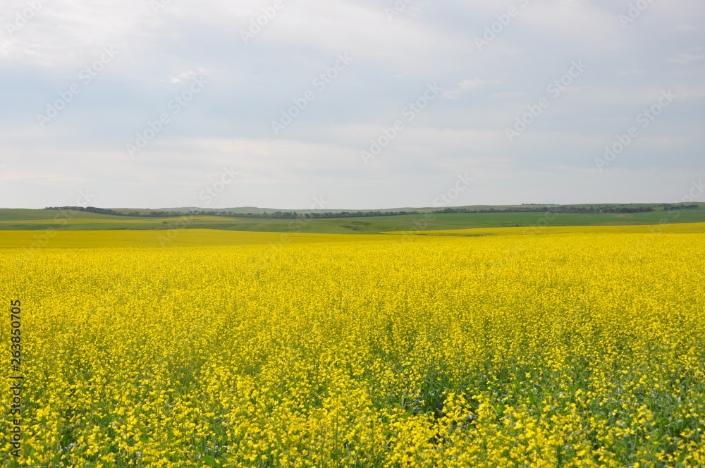 Canola Field