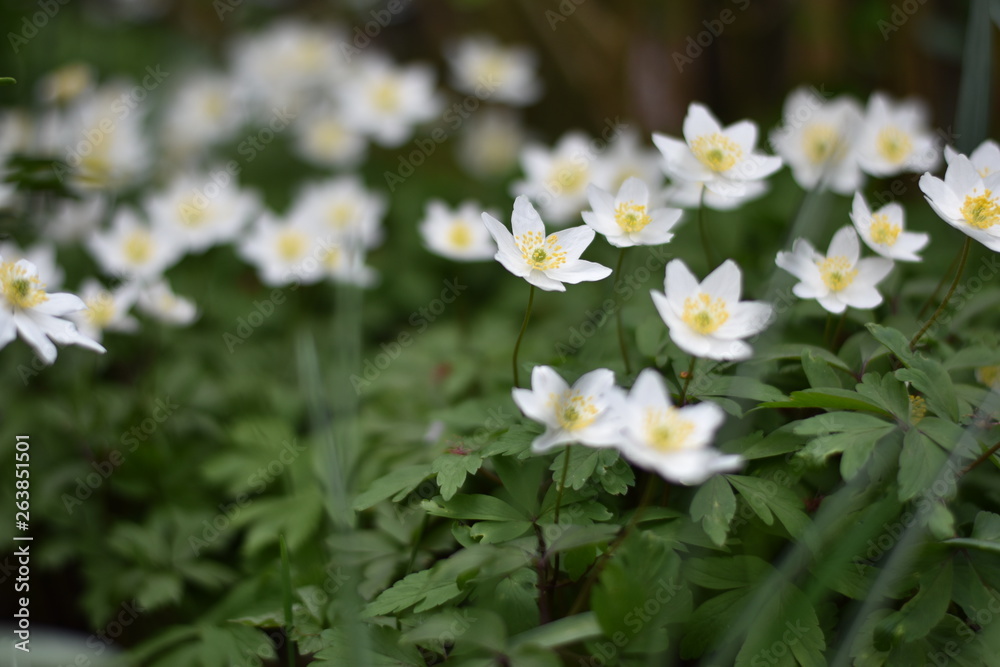 Buschwindröschen (Anemone nemorosa) Buschwindröschen (Anemone nemorosa)