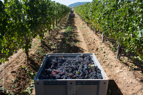 Winemaking picking grapes photo