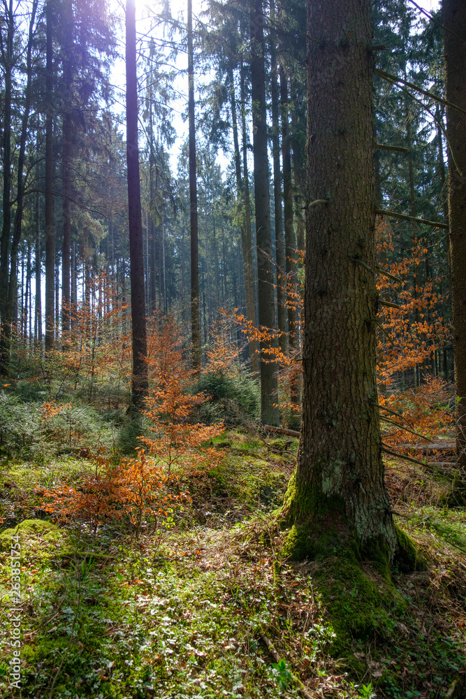 Obraz premium Mischwald im Gegenlicht im Frühling